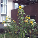 common sunflower