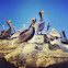 California Brown Pelican