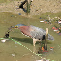 Green Heron