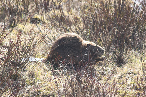 Spotting Image 1