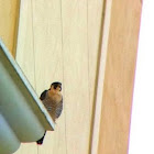 Peregrine Falcon
