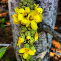 Common Mullein