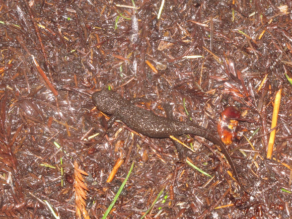 Spotting Image 1