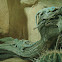 Baja blue rock lizard
