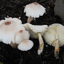 yellow bruising red aging Lepiota