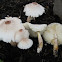 yellow bruising red aging Lepiota