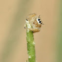 Jumping Spider