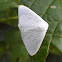 Moth