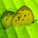 orange sulphur butterfies