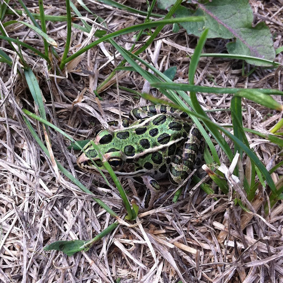 Spotting Image 1