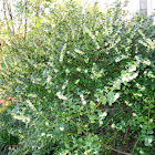 Holly