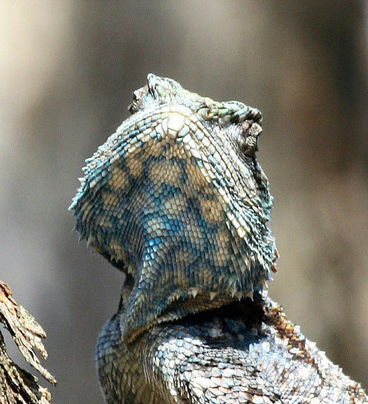Spotting Image 1