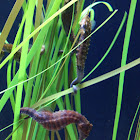 Seahorses