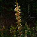 Rusty Lyonia