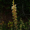 Rusty Lyonia
