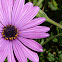 African Daisy