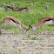 Springbok