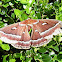 Ceanothus Silk Moth