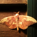 Imperial Moth