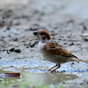 Eurasian Tree Sparrow