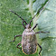 Squash Bug (nymph)