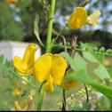 Southern wild senna