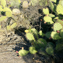 Coastal Prickly Pear
