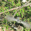 Tufted Titmouse