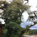 Guachipilín, Palo Amarillo