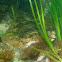 Winter Flounder