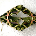 Oleander hawk moth