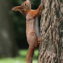 Eurasian Red Squirrel