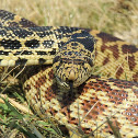 Bull Snake