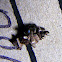 Case Moth case