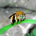 Blue Banded Bee