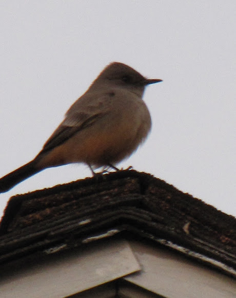 Spotting Image 1