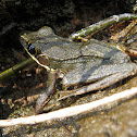 White-lipped Frog