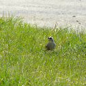 White crowned sparrow