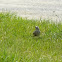 White crowned sparrow