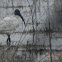 Black headed Ibis