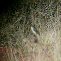 Eastern Phoebe