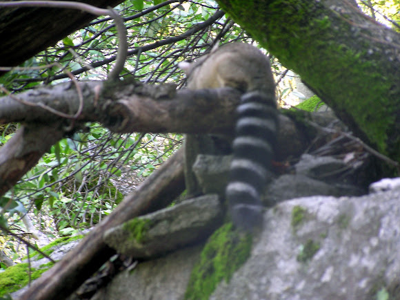 Spotting Image 1