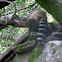 Ring-tailed Cat