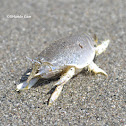 Cochito de mar