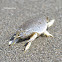 Cochito de mar