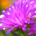 Lampranthus
