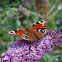 European Peacock