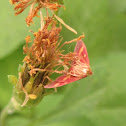 Coffee-loving Pyrausta Moth
