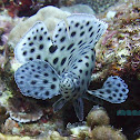 Juvenile Barramundi Cod
