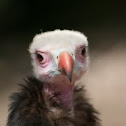White-headed Vulture